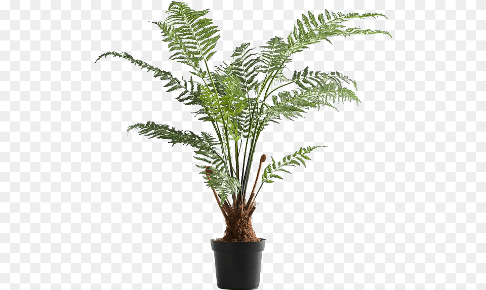 Australian Fern, Palm Tree, Plant, Tree Free Png Download