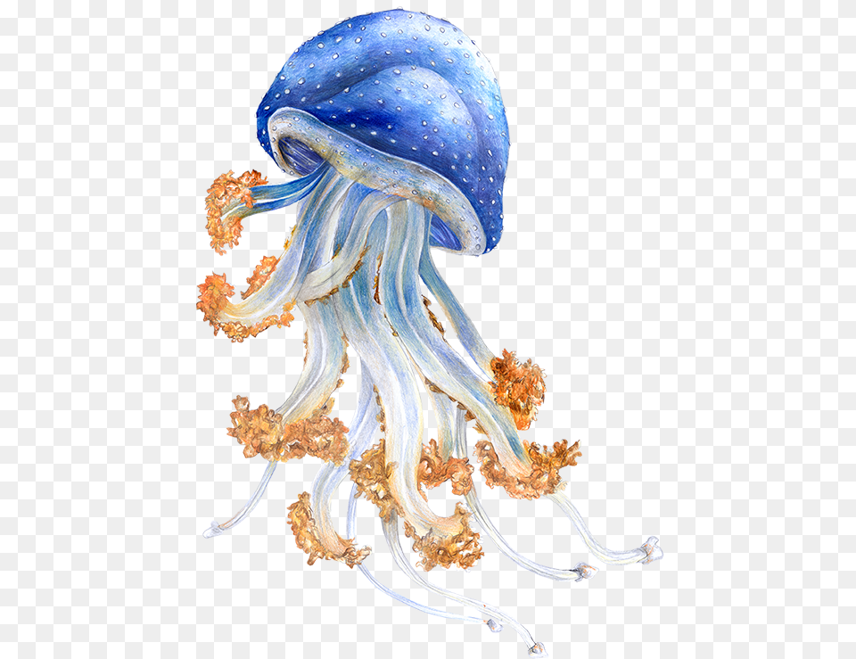 Australian Jellyfish Im Zoo Rostock Erleben Illustration, Animal, Sea Life, Invertebrate, Plant Free Png Download