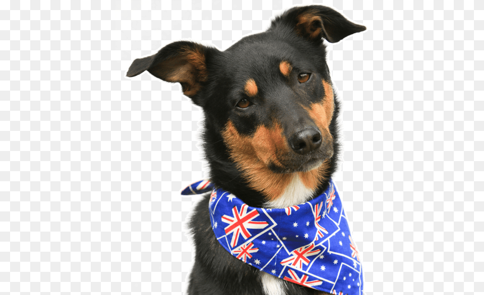 Australian Kelpie, Accessories, Bandana, Headband, Animal Free Png Download