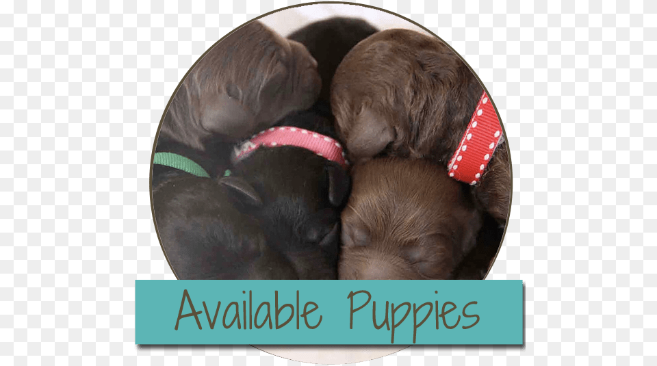 Australian Labradoodle Puppies Near Me Labradoodle, Animal, Canine, Dog, Mammal Png