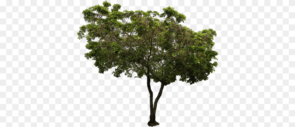 Australian Native Trees 1 Image African Tree, Oak, Plant, Sycamore, Tree Trunk Free Transparent Png