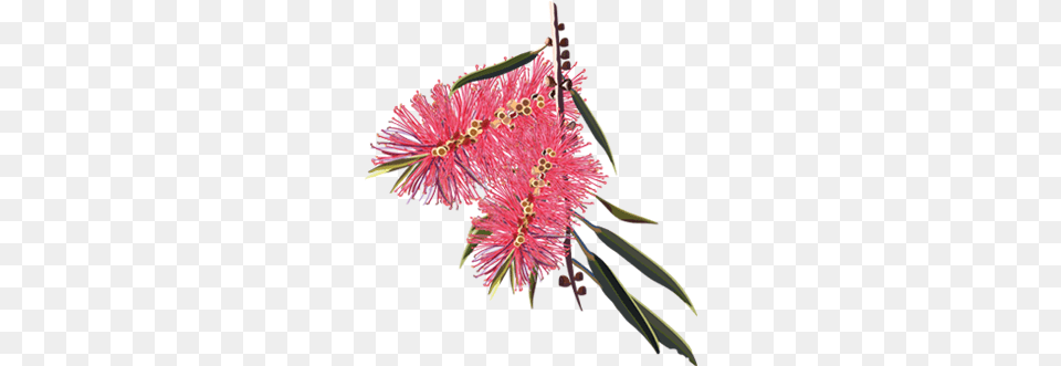 Australian Plants 1 Image Bottle Brush Line Drawing, Anther, Flower, Plant, Pollen Free Png