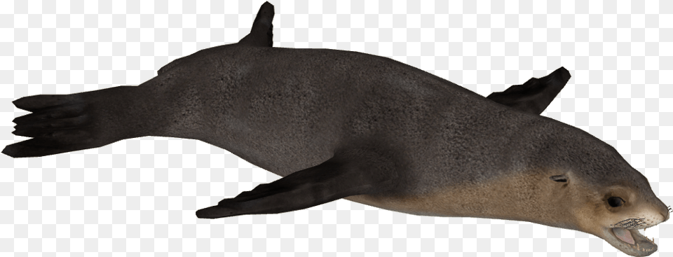 Australian Sea Lion, Animal, Mammal, Sea Life, Sea Lion Free Png