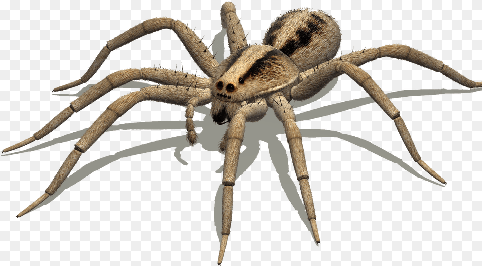 Australian Spiders Goliath Birdeater Wolf Spider Delena Spider Legs Side View, Animal, Invertebrate Png