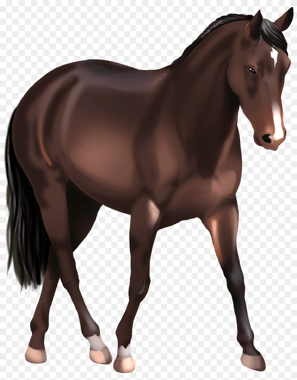 Australian Stock Horse Clipart, Animal, Colt Horse, Mammal, Stallion Free Png