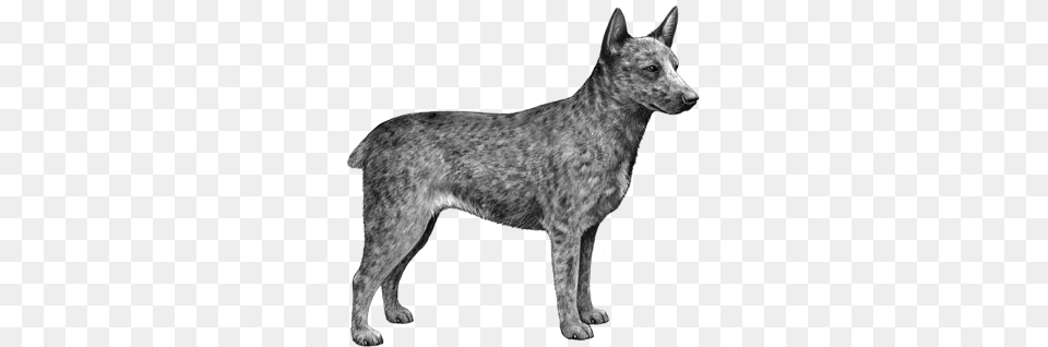 Australian Stumpy Tail Cattle Dog Dog, Animal, Canine, Mammal, Pet Png Image