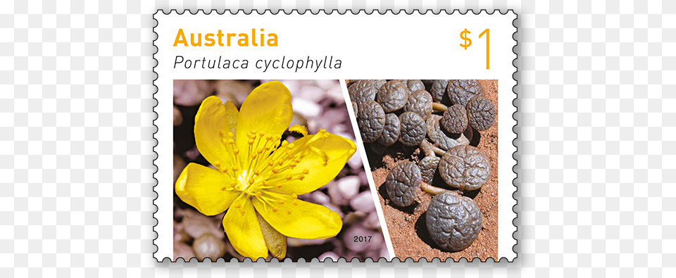 Australian Succulent 2017 Australian Stamp, Plant, Pollen, Anther, Flower Free Png Download