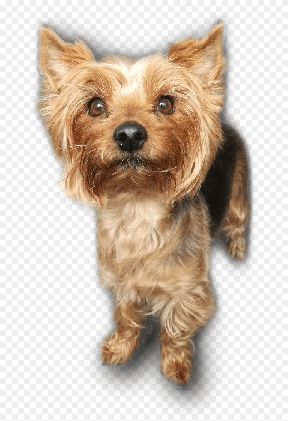 Australian Terrier Puppy Yorkshire Terrier Transparent, Animal, Canine, Dog, Mammal Png