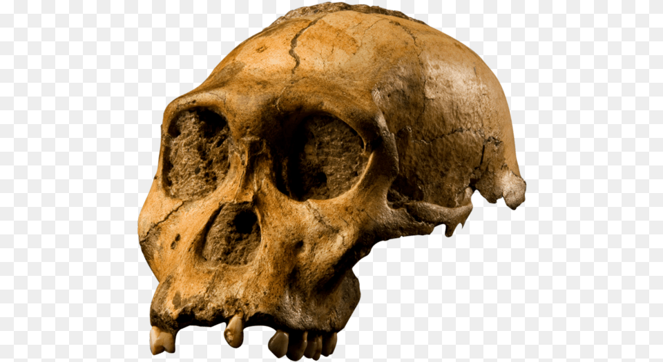 Australopithecus Sediba Skull, Animal, Lion, Mammal, Wildlife Free Transparent Png