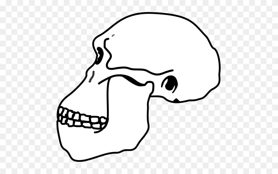 Australopithecus Skull, Stencil, Baby, Person Free Png