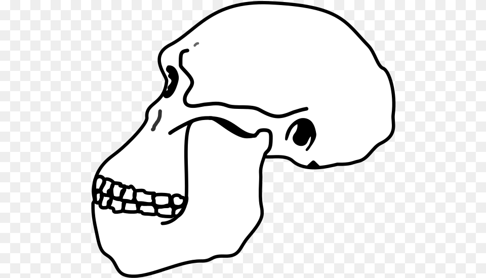 Australopithecus Skull Wikimedia Commons, Stencil, Baby, Person Png Image