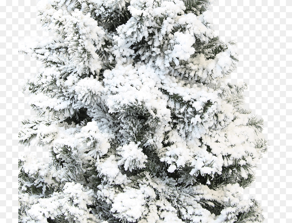 Authentic Christmas Tree Snow Flocking Powder Christmas Tree, Plant, Ice, Nature, Outdoors Free Png
