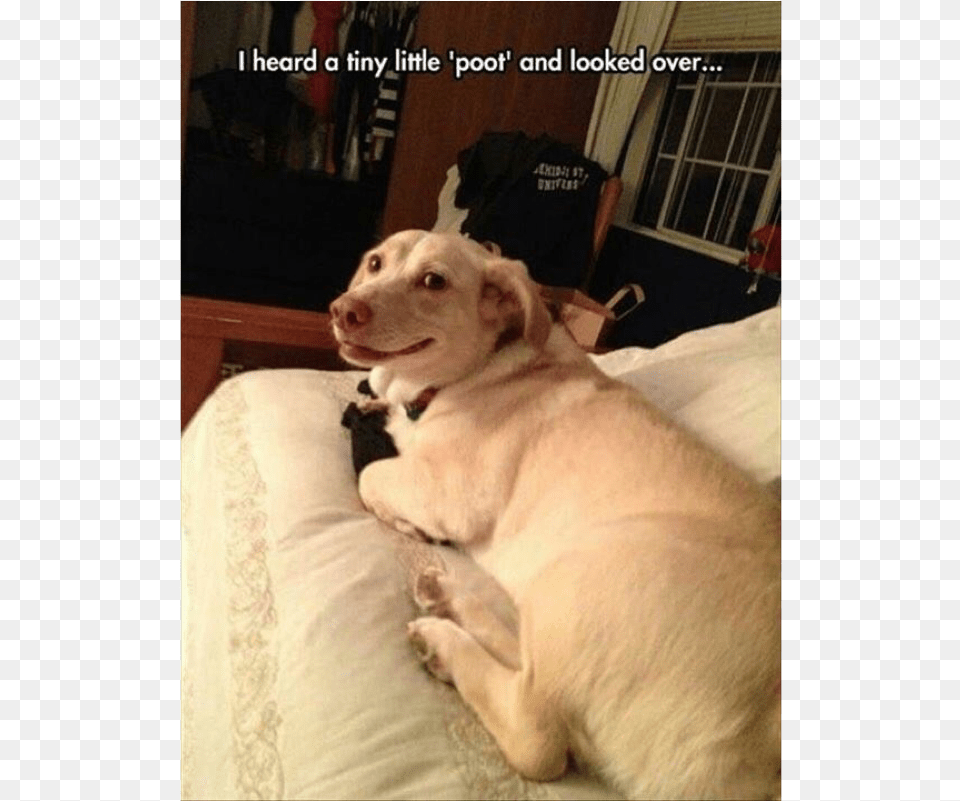 Author Cleanmemesposted On March 6 2019 February 5 You Are The Master Funny, Animal, Canine, Dog, Mammal Png