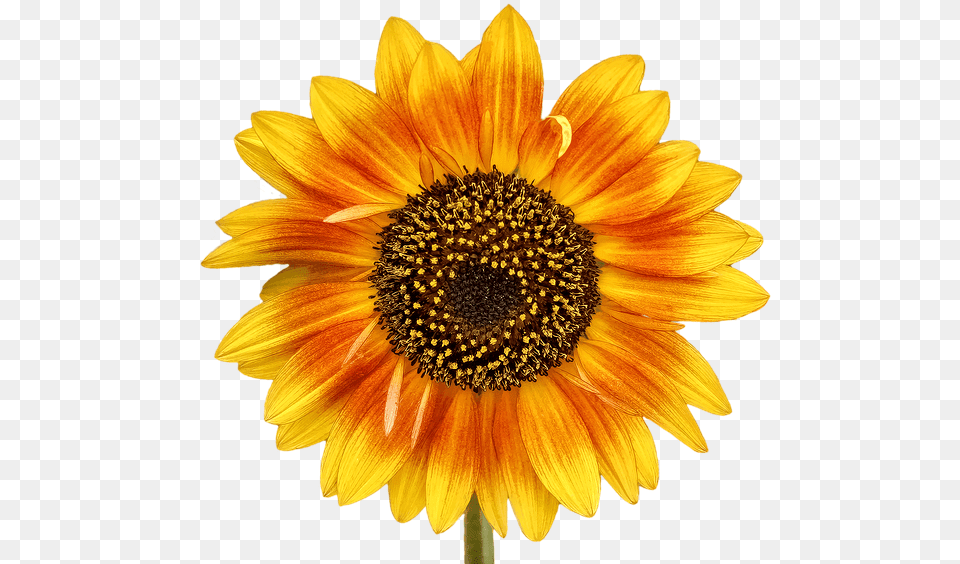 Autism Sunflower, Flower, Plant, Daisy Free Png