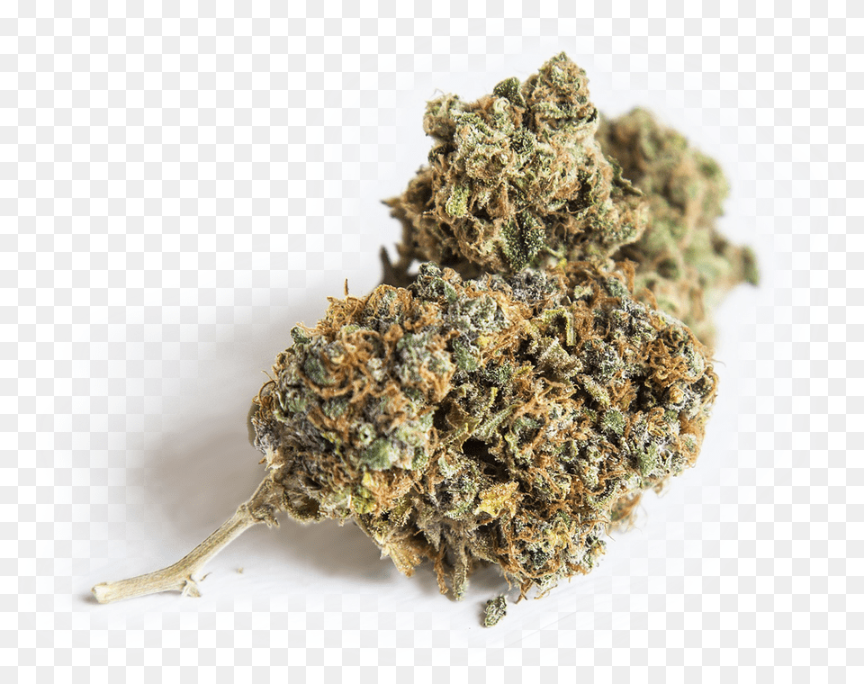 Auto Cure Cannabis Nug, Plant, Weed, Plate Free Transparent Png