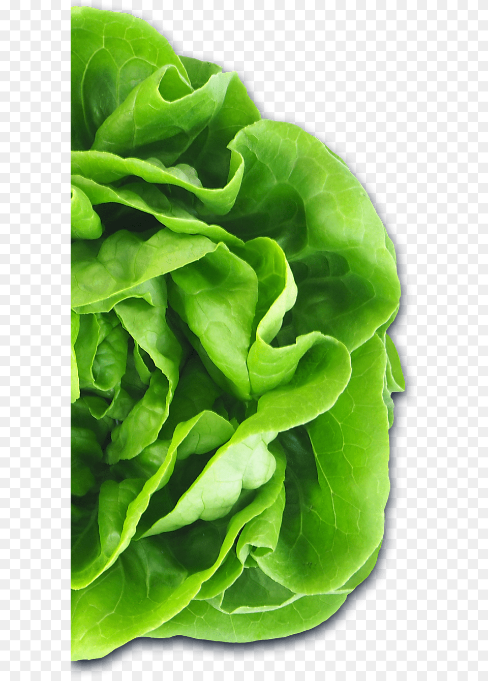 Auto Draft Lettuce, Food, Plant, Produce, Vegetable Free Png
