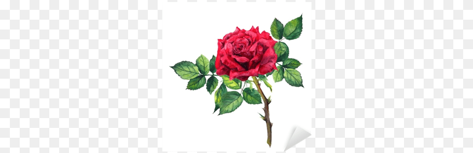 Autocolante Pixerstick Flor Rosa Vermelha Watercolour Red Rose, Flower, Plant Free Png