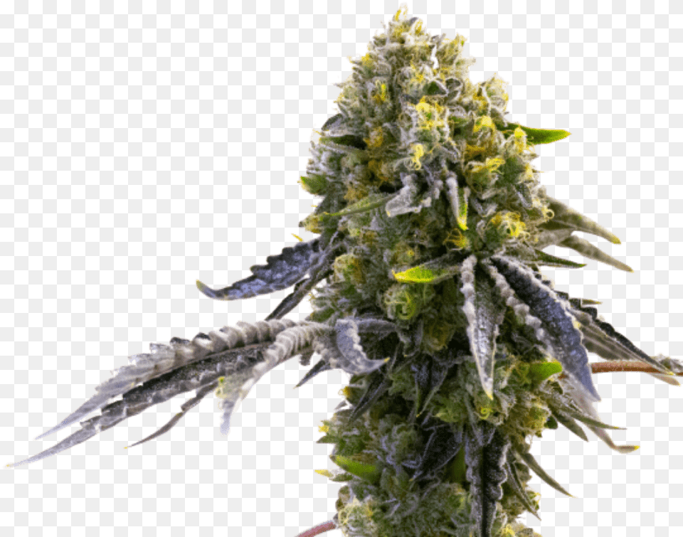 Autoflowering Cannabis, Ice, Plant, Hemp, Grass Png