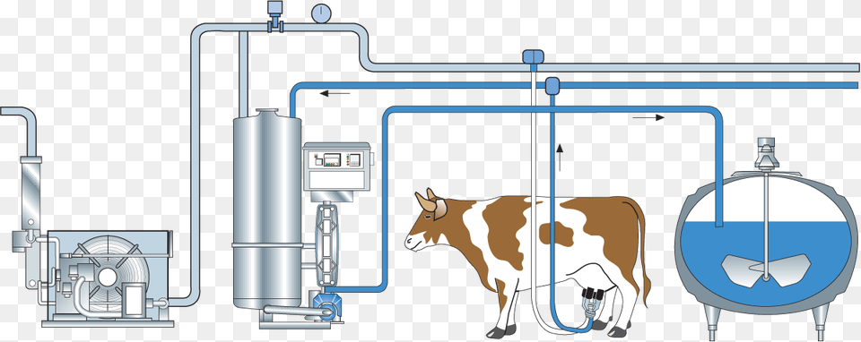 Automated Milking And Examination Of Cows, Animal, Cattle, Cow, Livestock Free Transparent Png