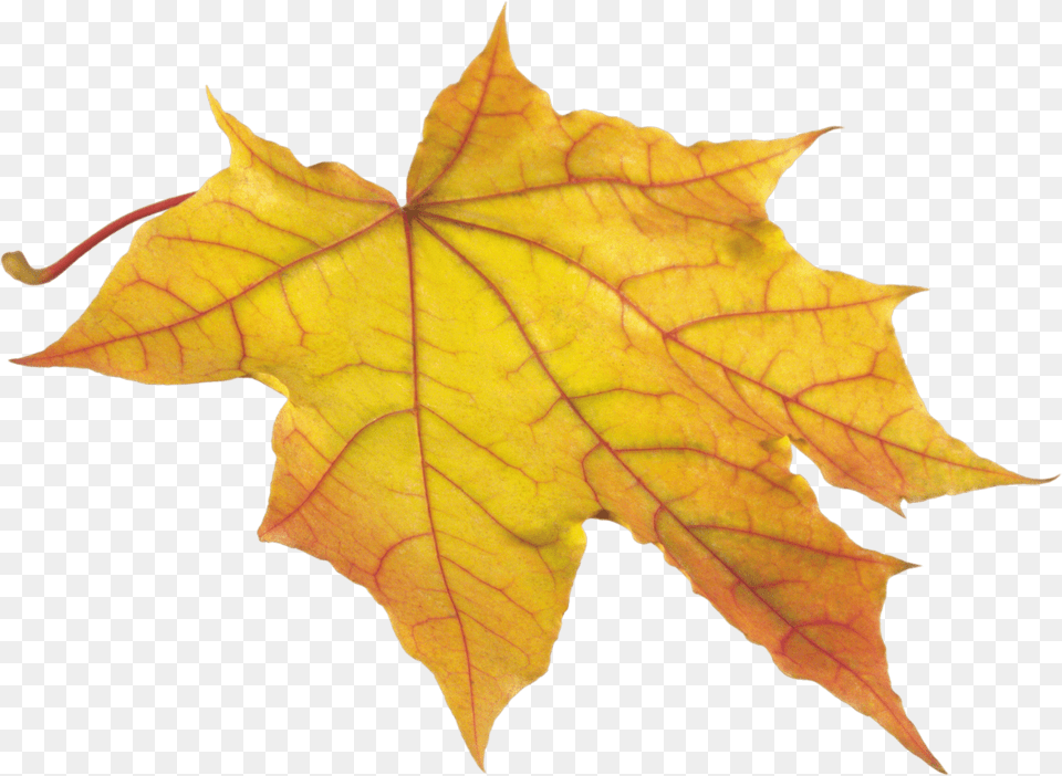 Autumm Leaves Solo Right, Leaf, Plant, Tree, Maple Free Png Download