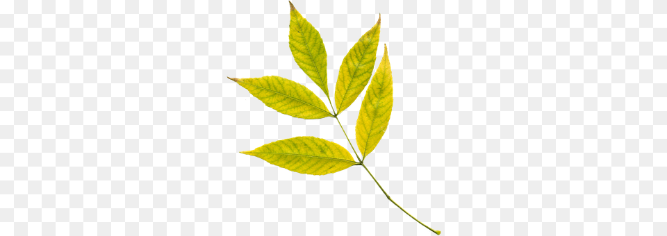 Autumn Leaf, Plant, Tree Png