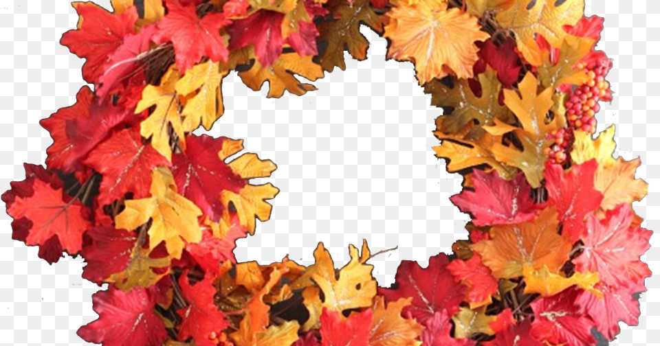 Autumn, Leaf, Plant, Tree Png