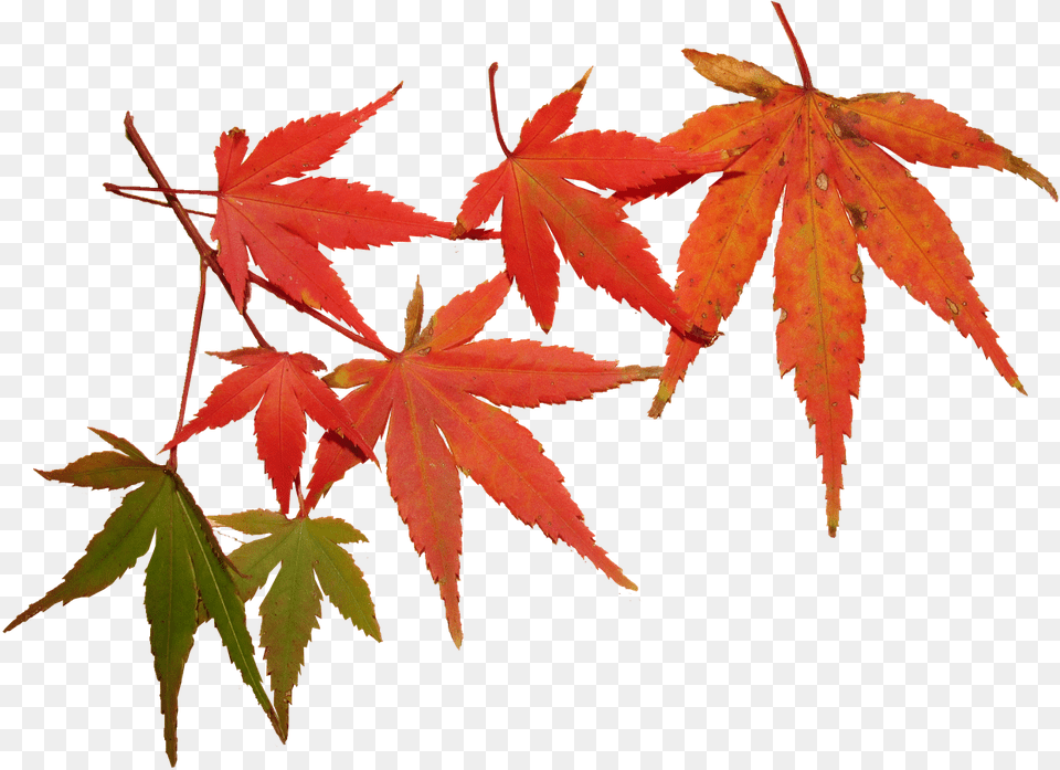 Autumn, Leaf, Maple, Plant, Tree Free Png