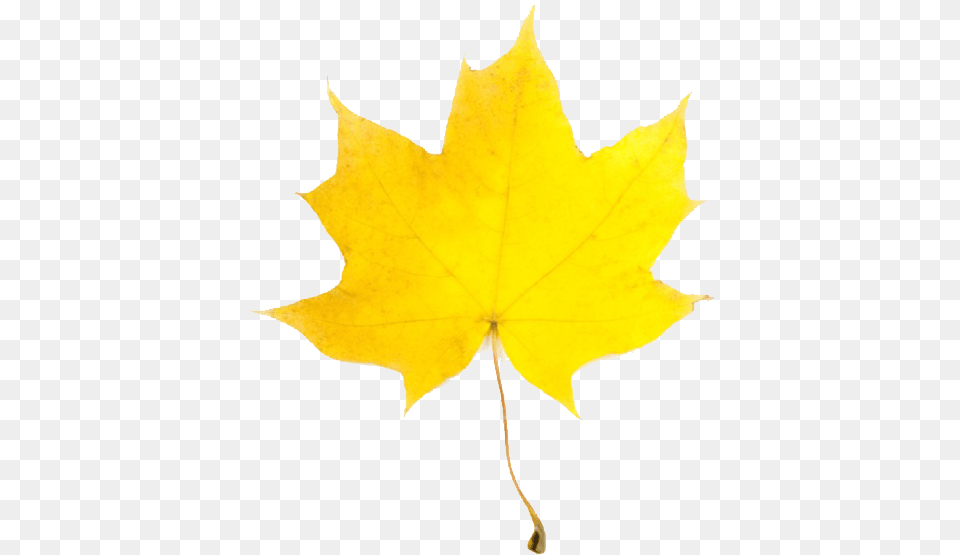 Autumn, Leaf, Plant, Tree, Maple Leaf Free Png Download