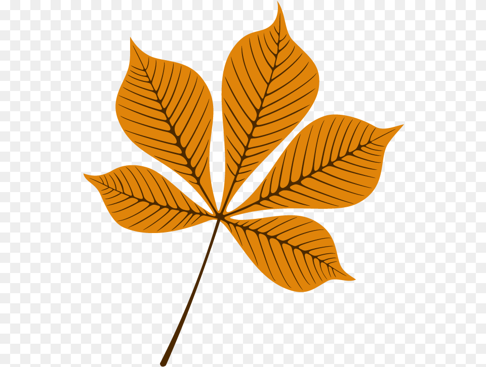 Autumn, Leaf, Plant, Tree Free Png