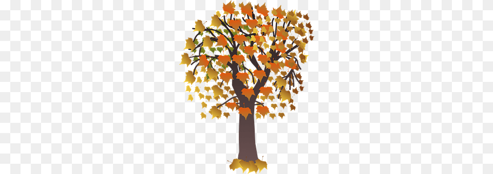 Autumn Tree, Leaf, Maple, Plant Free Png Download