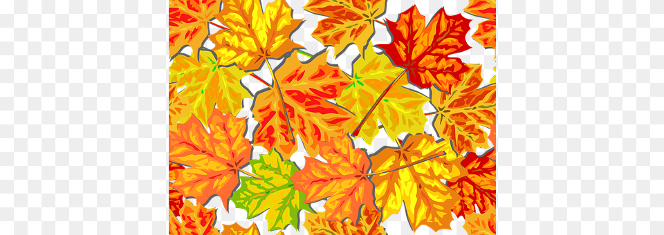 Autumn Leaf, Maple, Plant, Tree Free Png Download