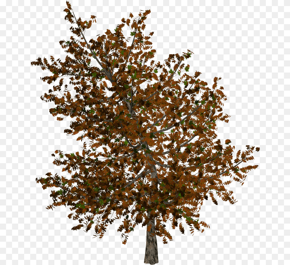 Autumn, Leaf, Plant, Tree, Oak Free Png Download