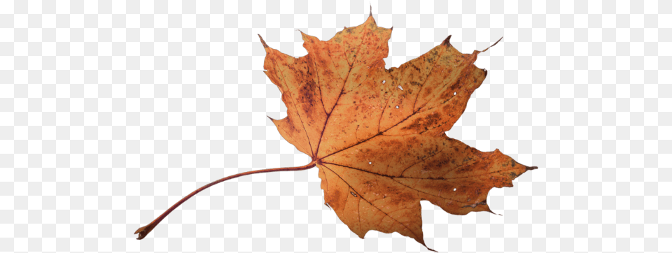 Autumn, Leaf, Plant, Tree, Maple Free Transparent Png