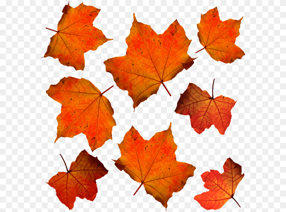Autumn, Leaf, Maple, Plant, Tree Png