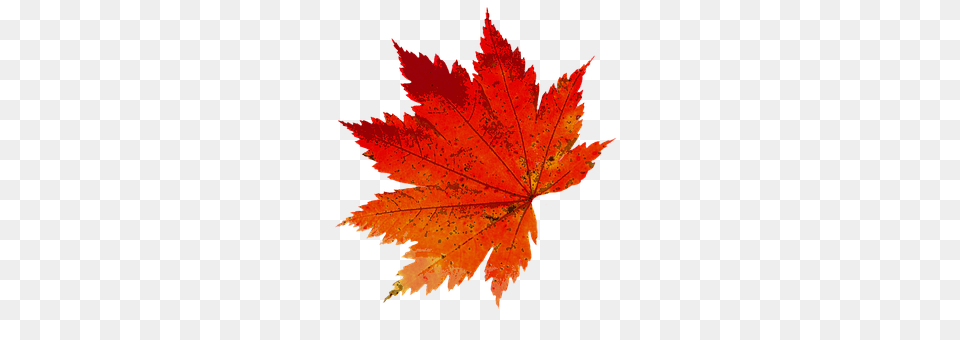 Autumn Leaf, Maple, Plant, Tree Free Png Download