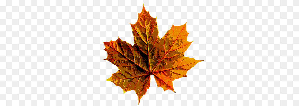 Autumn Leaf, Plant, Tree, Maple Png Image
