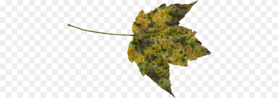Autumn Leaf, Plant, Tree, Maple Png