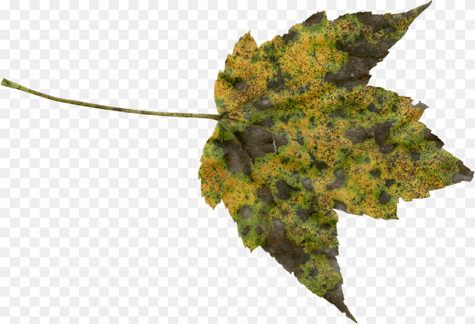 Autumn Leaf, Plant, Tree, Maple Free Png Download