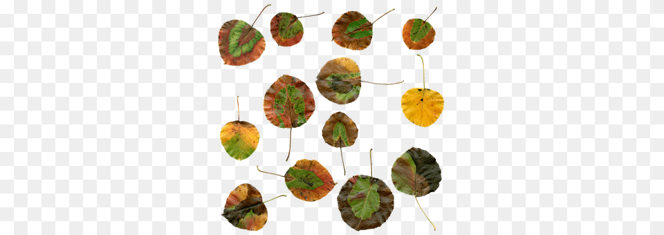Autumn Leaf, Plant, Accessories, Earring Free Png Download