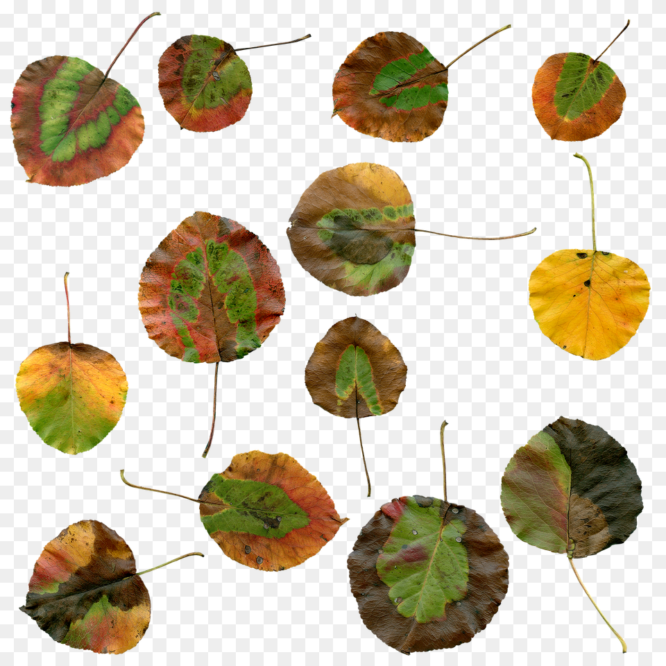 Autumn Leaf, Plant, Tree Free Png