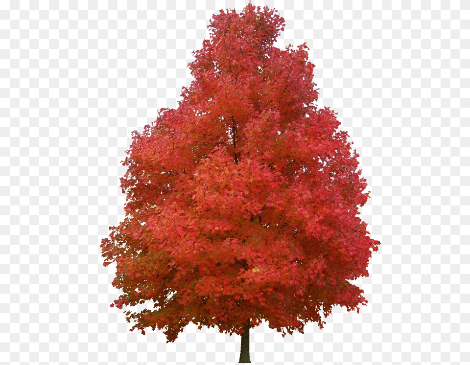 Autumn, Leaf, Maple, Plant, Tree Free Transparent Png
