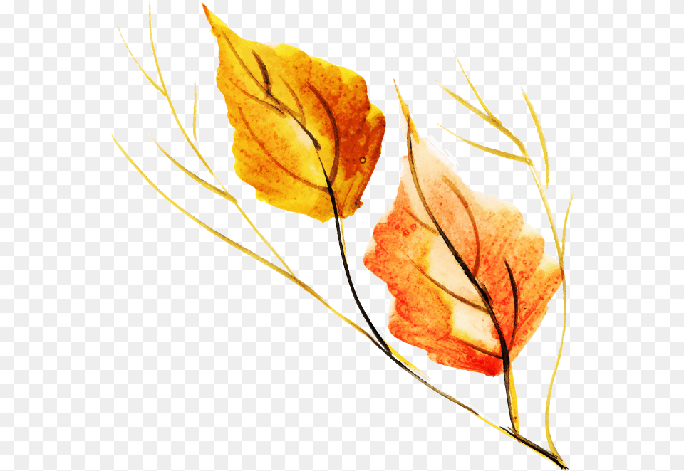 Autumn, Leaf, Plant, Tree, Maple Leaf Free Transparent Png