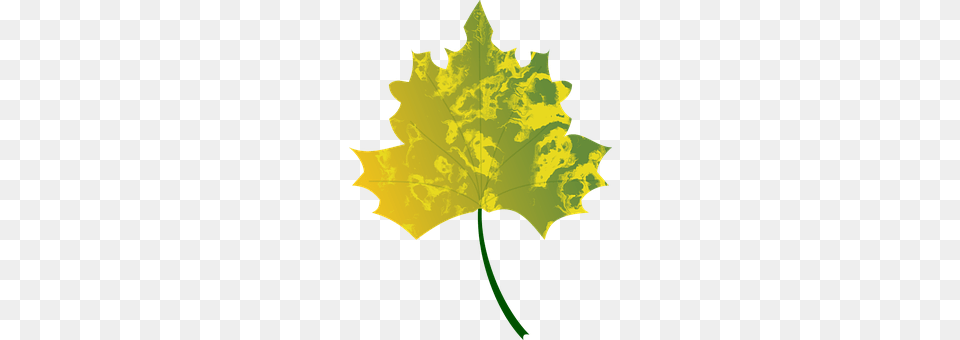 Autumn Leaf, Plant, Maple Leaf, Tree Free Png