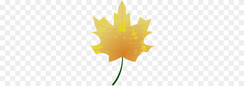 Autumn Leaf, Maple Leaf, Plant, Tree Free Png Download