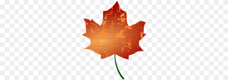 Autumn Leaf, Maple Leaf, Plant, Tree Free Png