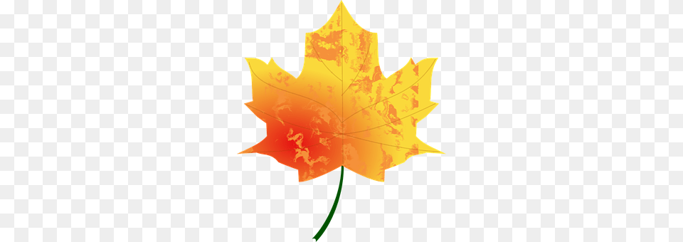 Autumn Leaf, Maple Leaf, Plant, Tree Free Png Download