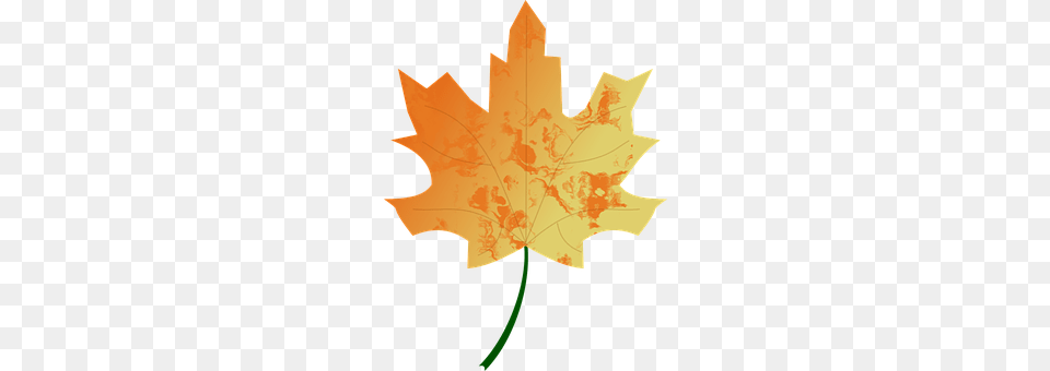 Autumn Leaf, Maple Leaf, Plant, Tree Free Transparent Png