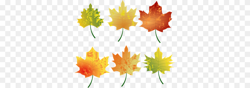 Autumn Leaf, Plant, Maple Leaf, Tree Png Image