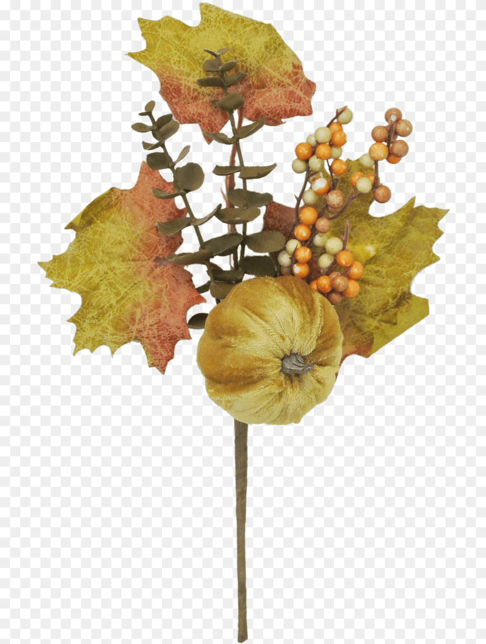 Autumn, Leaf, Plant, Tree, Accessories Png