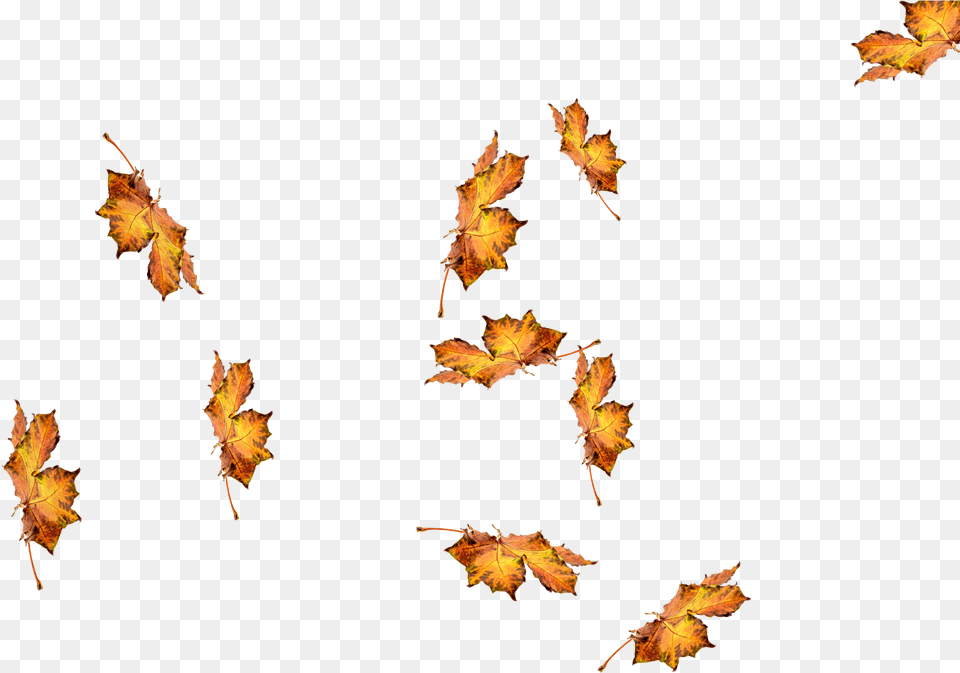 Autumn, Leaf, Plant, Tree, Maple Free Png